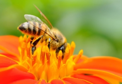 Ο θαυμαστός κόσμος των μελισσών (1)