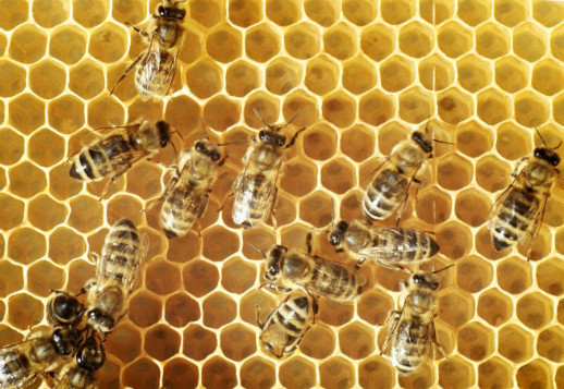 Ο θαυμαστός κόσμος των μελισσών (2)