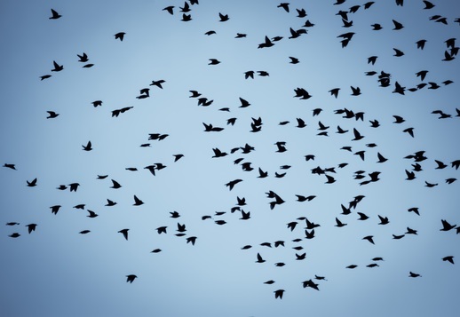 052.  &Tau;&alpha; &alpha;&pi;&omicron;&delta;&eta;&mu;&eta;&tau;&iota;&kappa;ά &pi;&omicron;&upsilon;&lambda;&iota;ά Vorschau