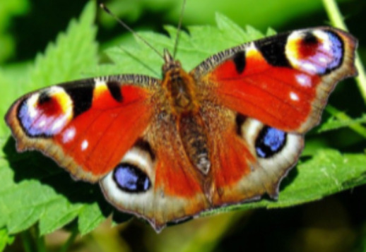 Πεταλούδα (1): Το θαύμα της μεταμόρφωσης 
